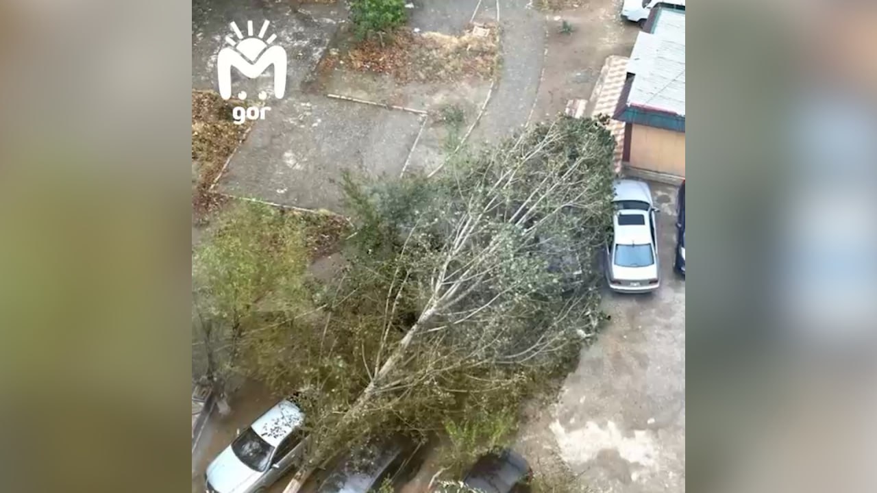 Сильный ветер повалил деревья и оборвал линии электропередачи в Махачкале