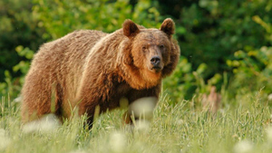 На Сахалине испугались видео с "пожирающим человека" медведем, но всё оказалось совершенно не так