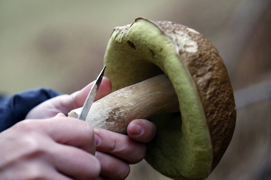 Раз в два-три года грибница становится ядовитой и вырождается. Фото © ТАСС / Валерий Матыцин