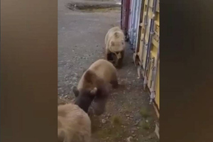 Три наглых медведя не на шутку перепугали вахтовиков в Сибири