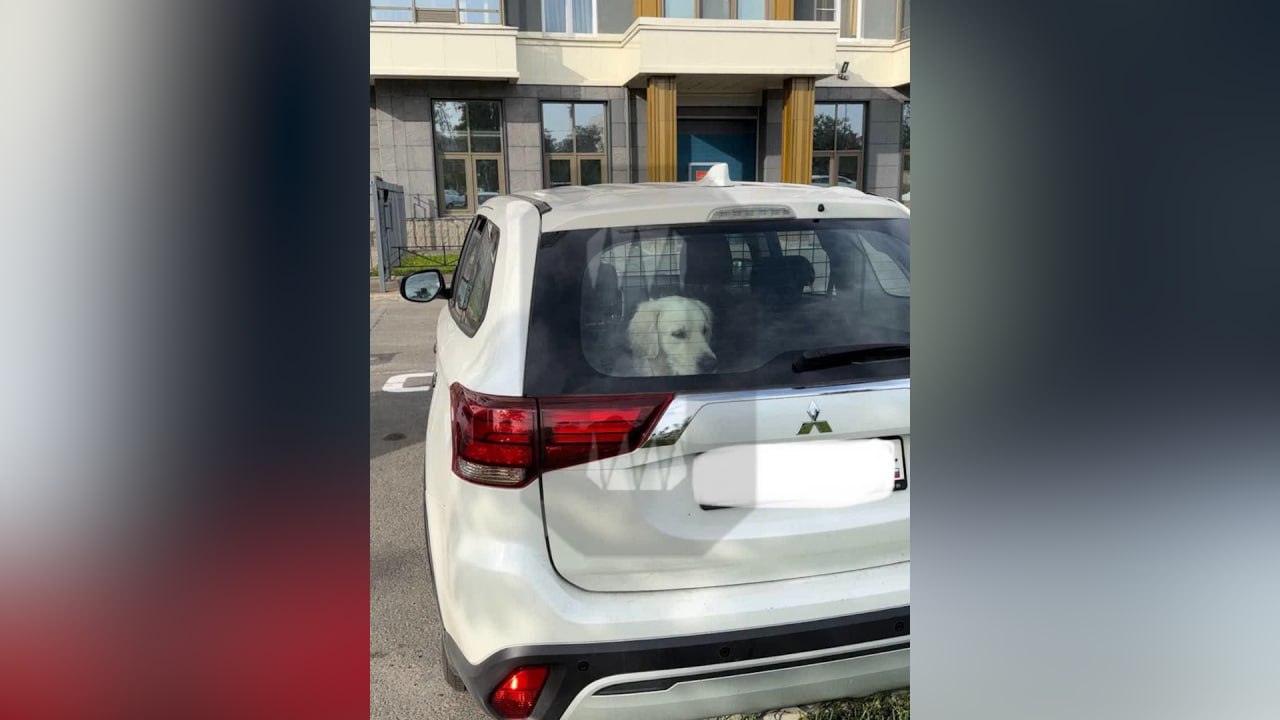 "Нет ничего такого": В Петербурге хозяева четыре года держат собаку в авто