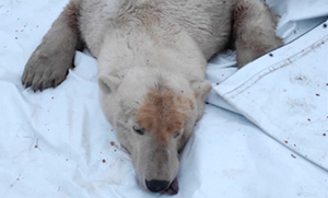 На Ямале поймали, усыпили и увезли в национальный парк медведя, кошмарившего местных жителей