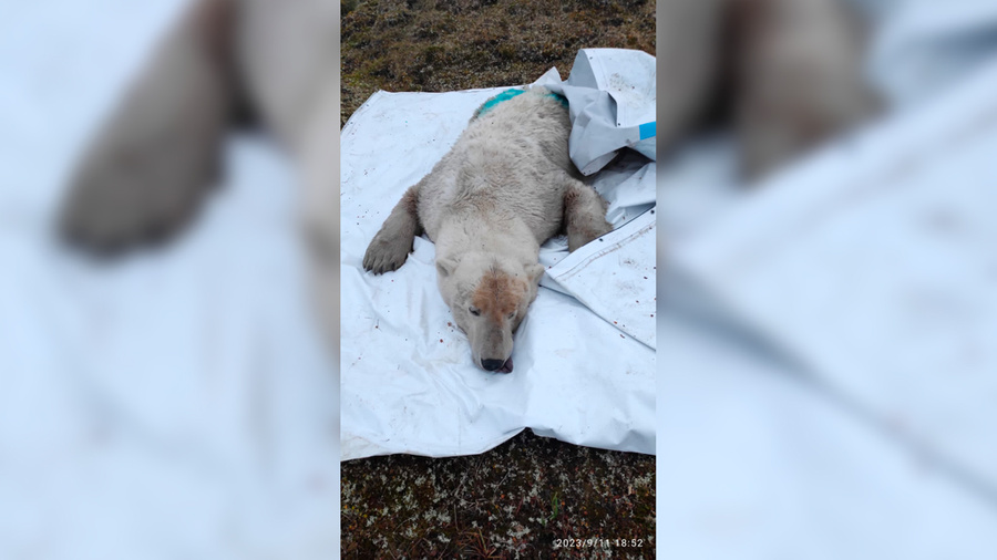 Спасённый на Ямале медведь. Фото предоставлено Лайфу