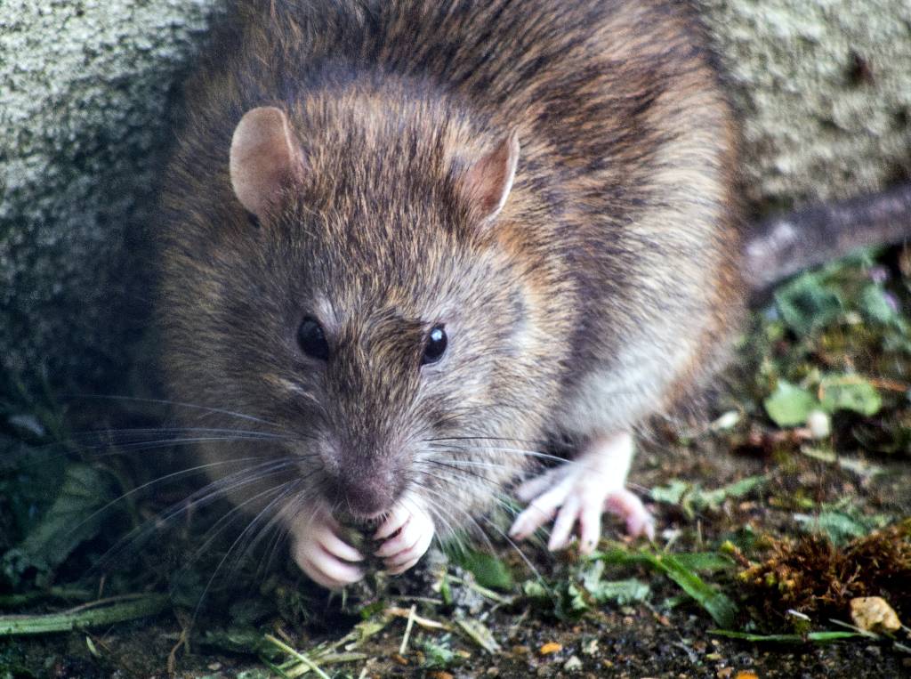 Полчища крыс держат в страхе жильцов московского ЖК
