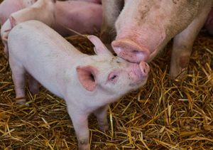 В трупах свиней, выброшенных на свалку в Курской области, нашли опасную болезнь