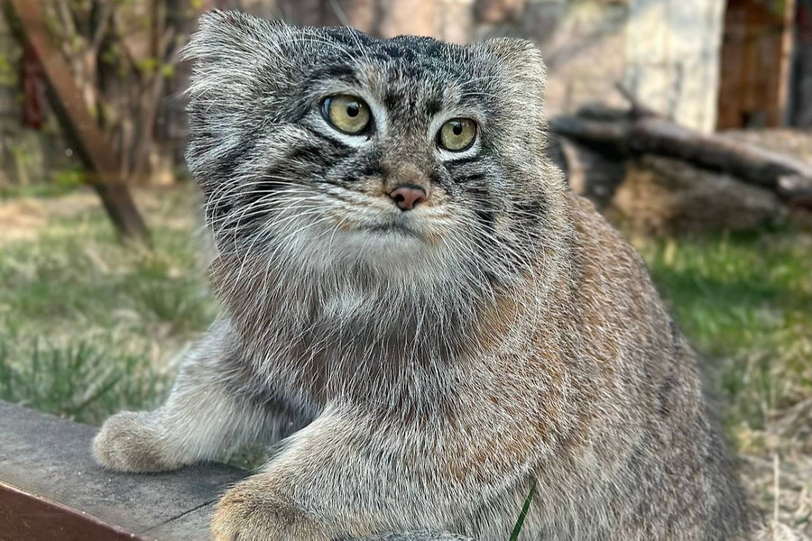 Манул Тимофей. Обложка © VK / Московский зоопарк / Moscow zoo