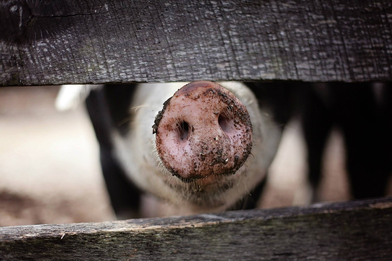 На Кубани в мясе из столовой нашли вирус африканской чумы свиней