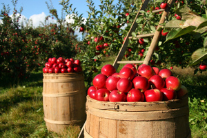 Бренд-шеф рассказал, из каких яблок получатся самые вкусные варенье и мармелад