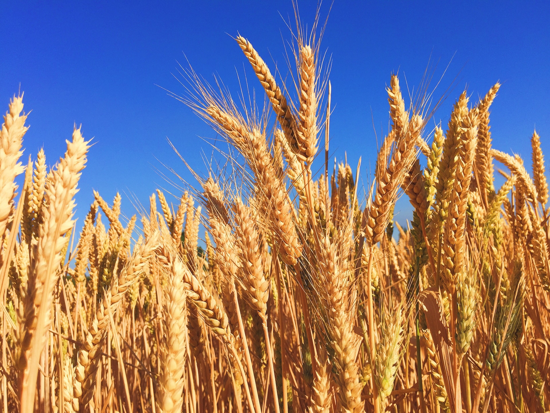 В США признали мировое лидерство РФ на рынке пшеницы
