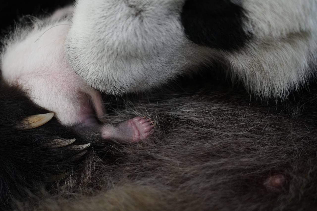 Детёныш панды Диндин из Московского зоопарка с темнеющей шерстью на лапках. Фото © t.me / Светлана Акулова