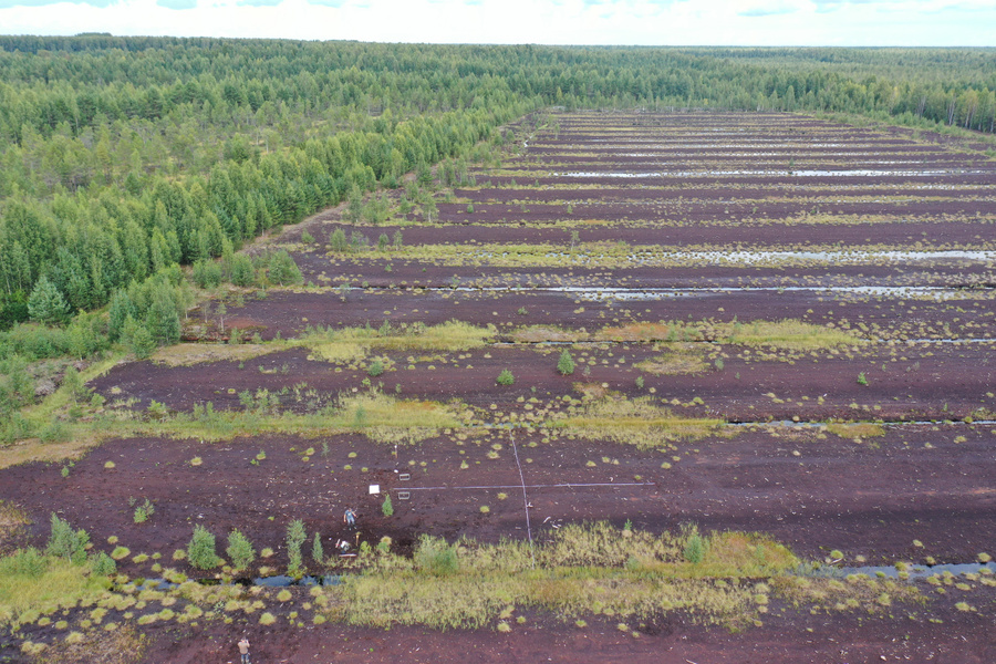 В России впервые реализуют климатический проект на торфяных болотах. Фото © "Центр технологий устойчивого развития"