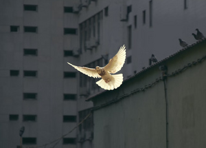 Мир во всём мире! Празднуем Международный день мира – 2024