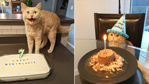 10 котиков отметили свой день рождения, и вы точно захотите поздравить этих милашек
