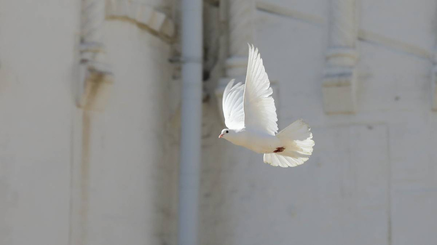 21 сентября отмечается Международный день мира. Фото © Агентство "Москва" / Софья Сандурская