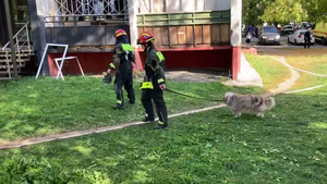 Служебные собаки не нашли живых людей под завалами дома в Балашихе