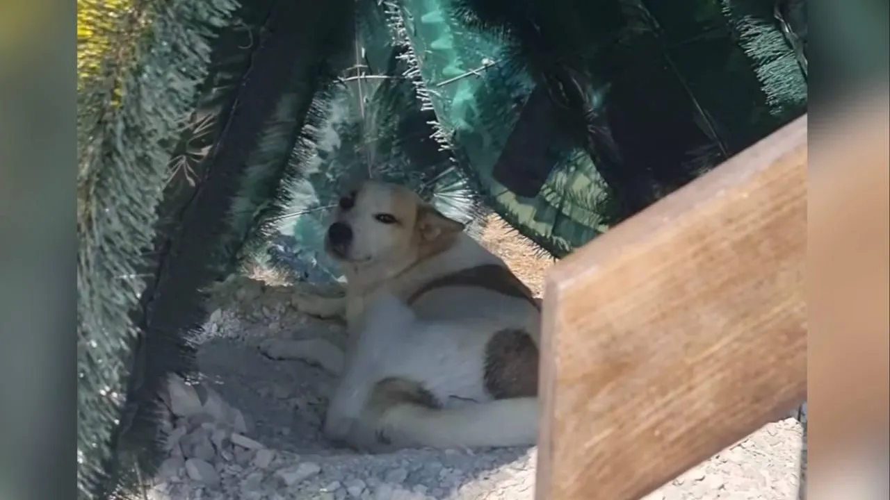 Крымский "Хатико": Волонтёр заметил на кладбище преданную хозяину собаку