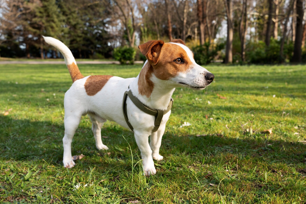 Симпатяги на вид, но собаки породы джек-рассел могут быть не только слишком активными, но и агрессивными. Фото © Freepik