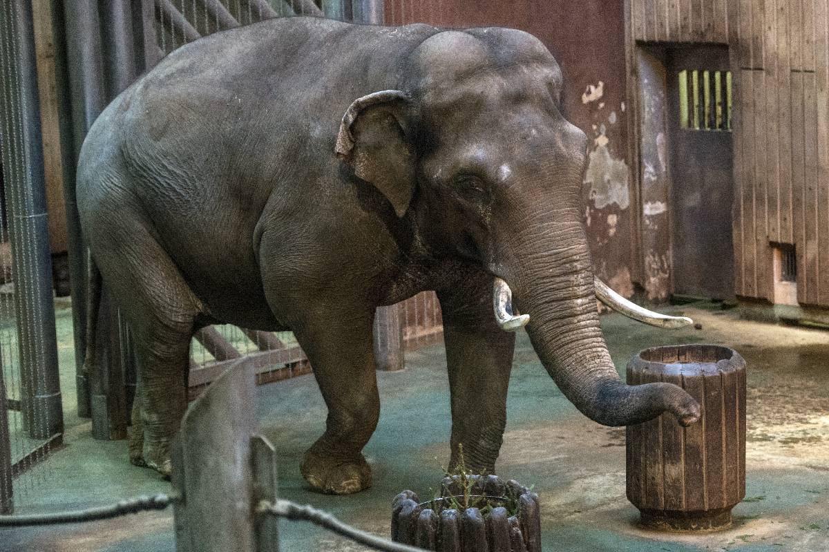Зоолог назвала качества, которым люди должны поучиться у слонов