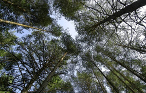 Учёные спустя 500 лет опровергли знаменитое "правило деревьев" да Винчи