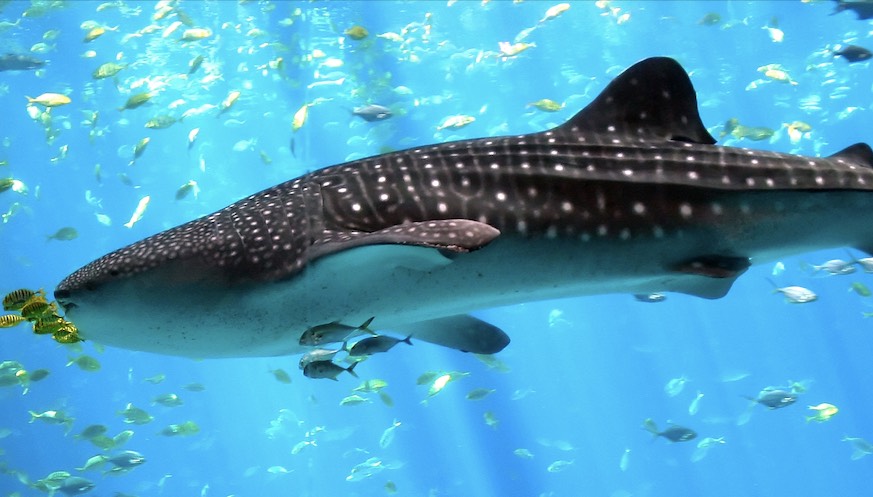 Китовая акула. Обложка © wikipedia.org