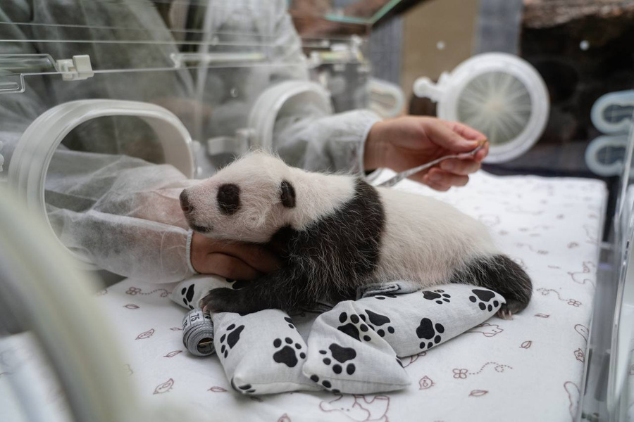 Пол детёныша панды Диндин объявлен спустя месяц после рождения. Фото © T.me / Мэр Москвы Сергей Собянин