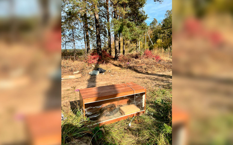 Питон найден в Подмосковье. Фото © t.me / ТУ № 6 (Ногинск, Балашиха) ГКУ МО "Мособлпожспас"