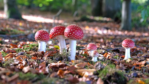 Подросток под мухоморами выпал из окна и умер, не приходя в сознание