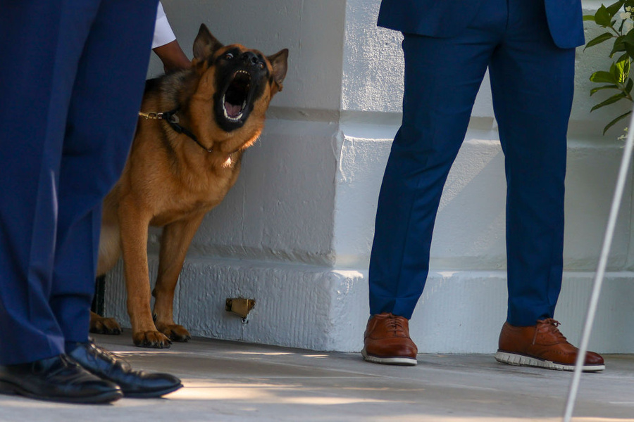 Коммандер, собака президента США Джо Байдена. Обложка © Getty Images / Tasos Katopodis