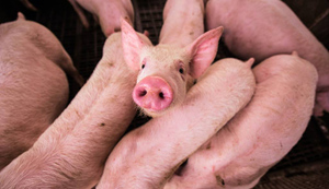 В Киеве выявлена вспышка африканской чумы свиней