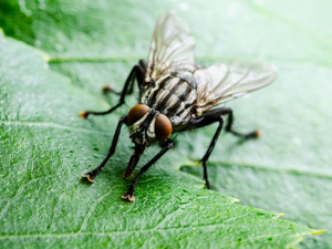 Муха залетела в глаз школьнику и отложила там личинку