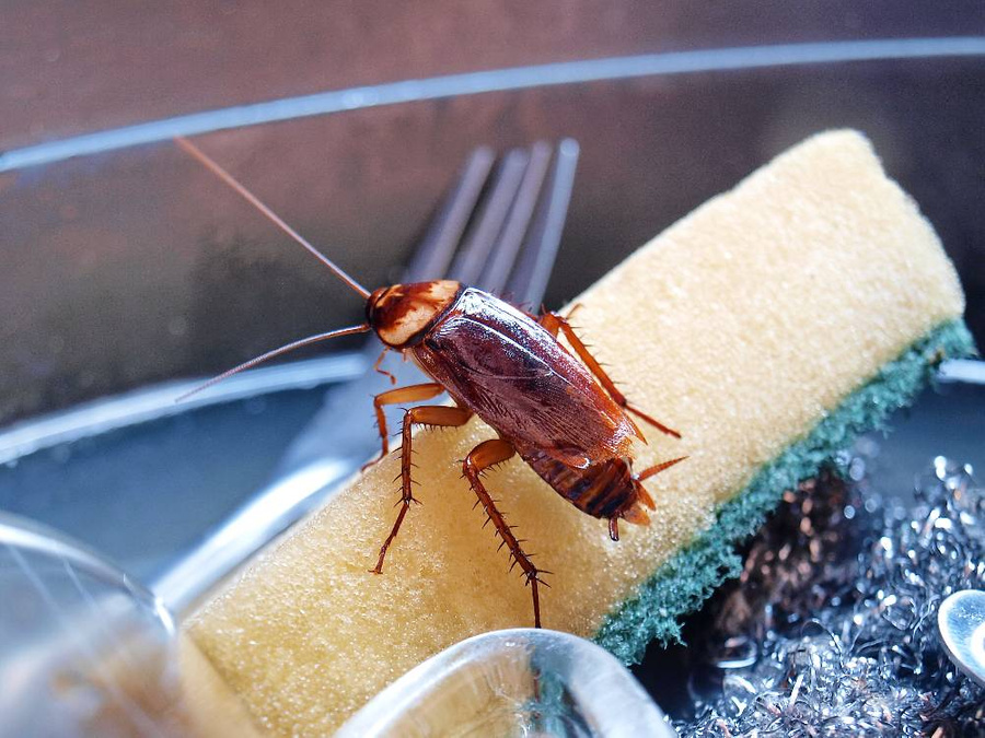 Какие приметы существуют у появления тараканов в квартире? И почему так важно заметить цвет этого насекомого? Фото © Shutterstock