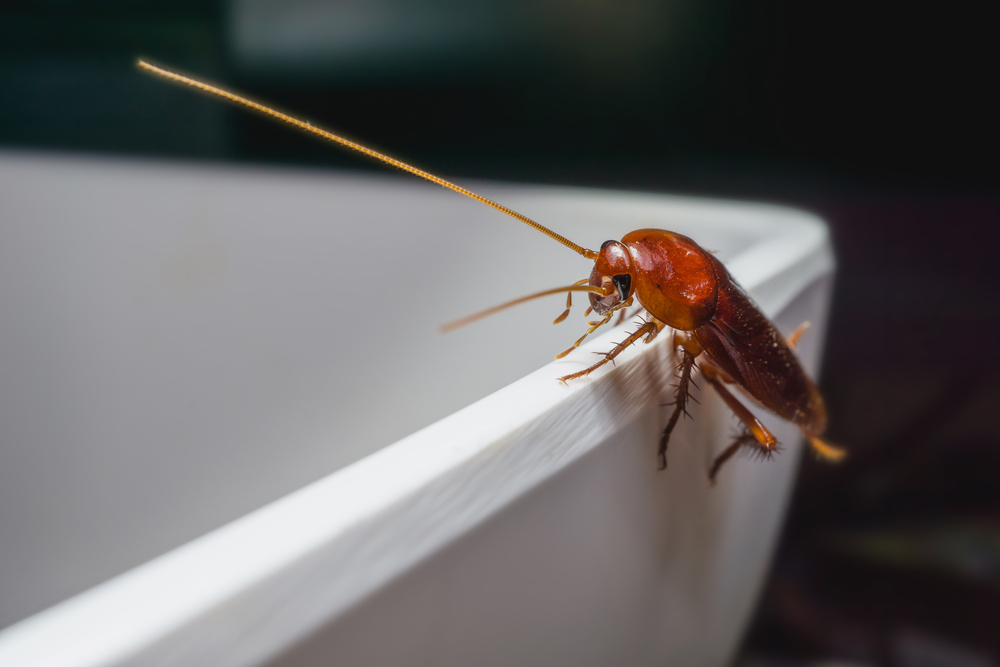 Увидеть дома рыжего таракана — что означает народная примета про это насекомое. Фото © Shutterstock