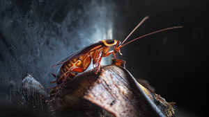 К болезни или деньгам: К чему в квартире заводятся тараканы — народные приметы и поверья

