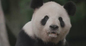 Панда Тяньтянь. Фото © X (Twitter) / NationalZoo
