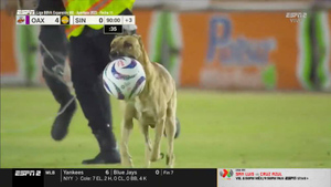 В Мексике собака прервала футбольный поединок и минуту бегала по полю с мячом