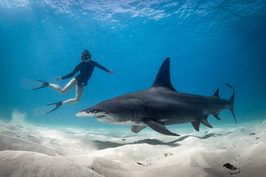 Возможно, всё дело в страхе — напугайте её акулами и подарите кольцо, она точно не откажет. Фото © Getty Images