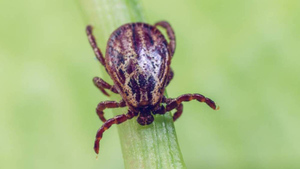 Россиян предупредили об осеннем пике активности мух-кровососок и клещей