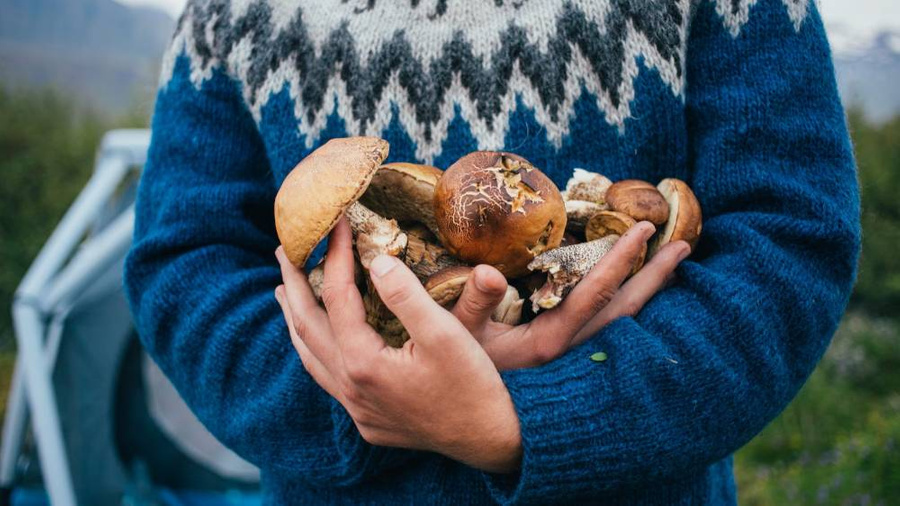 3 октября — Всемирный день грибника. Фото © Freepik / biblikhaus