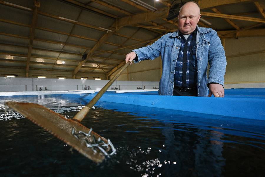 7 сентября отмечается День рыбовода. Фото © ТАСС / Юрий Смитюк