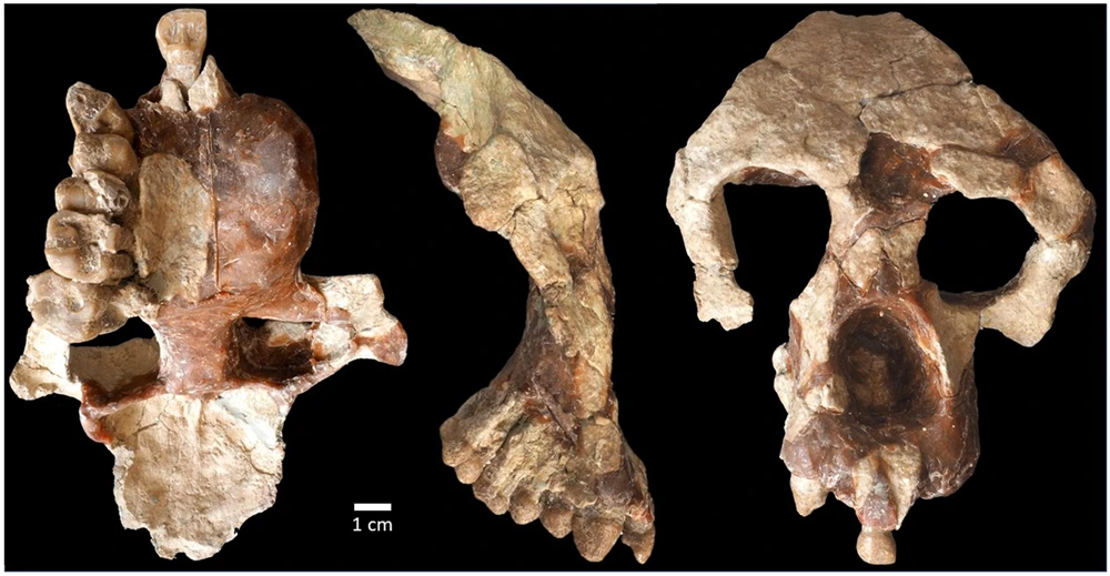 Окаменелый череп человекоподобного примата Anadoluuvius turkae возрастом 8,7 миллиона лет. Фото © Nature