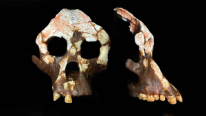 Первые люди — не из Африки: Загадочная находка перевернула картину эволюции человека