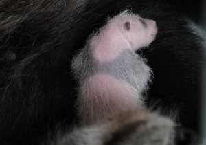 Жилеточка, как у мамы: Московский зоопарк показал первое фото детёныша панды Диндин