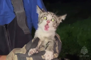 В Калининграде пожарные спасли кота, застрявшего в трубе на американских горках