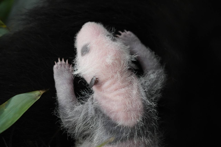 Детёныш панды Диндин. Обложка © t.me / Светлана Акулова