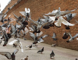 Орнитолог рассказал, чем кормить голубей, чтобы их не отравить