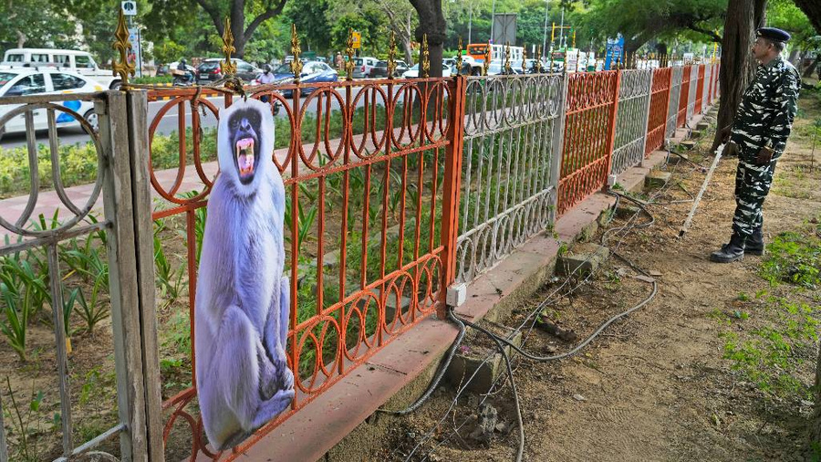 Фигура чернолицего лангура в Нью-Дели, призванная отпугивать обезьян. Обложка © ТАСС / AP / Manish Swarup