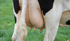 Сибирскую язву подтвердили у ещё одного жителя села под Воронежем