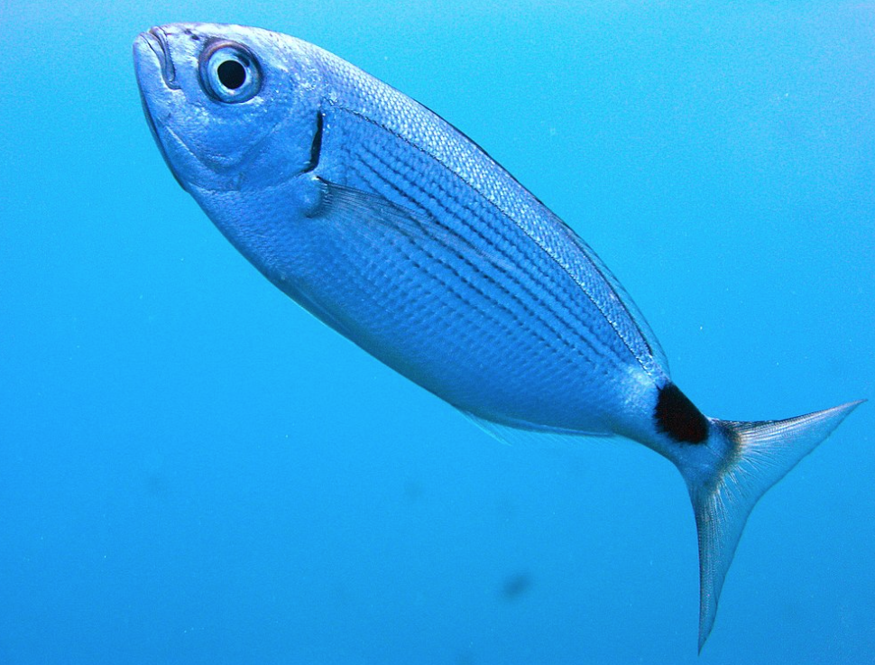 Чернохвостая облада. Фото © wikipedia.org