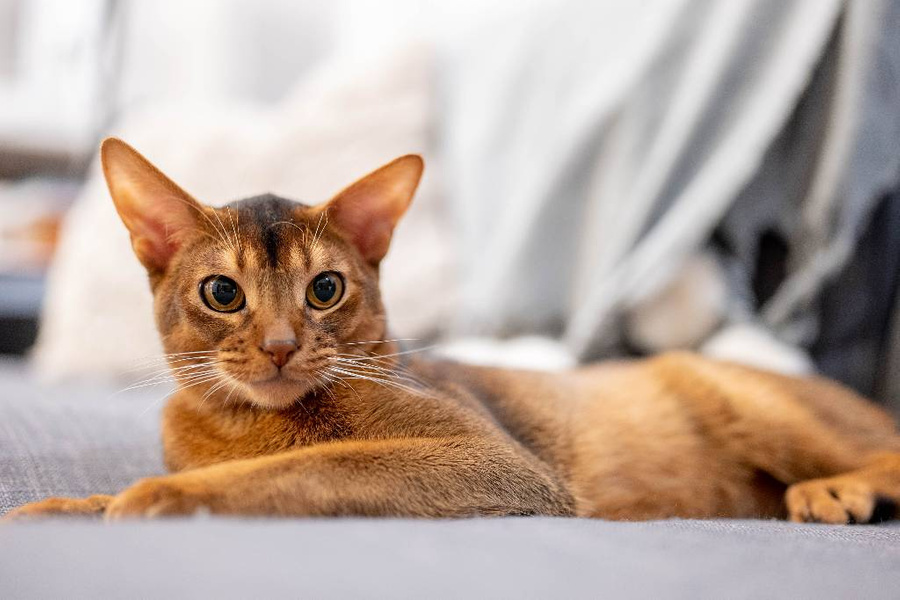 Самые неуравновешенные и злые породы кошек: кого стоит избегать? Абиссинская порода. Фото © Shutterstock
