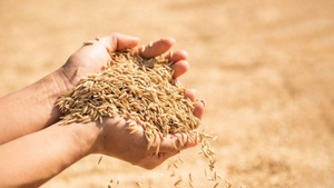 Глава Евросовета Мишель раскритиковал бесплатные поставки зерна из РФ в Африку